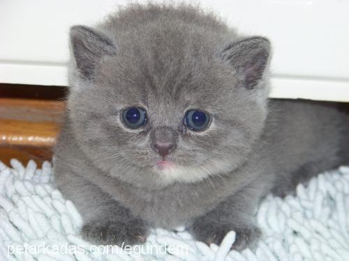 beşizler Erkek Scottish Fold