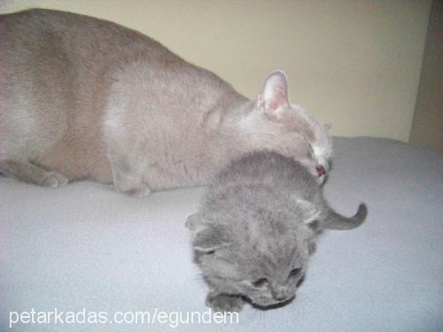 beşizler Erkek Scottish Fold