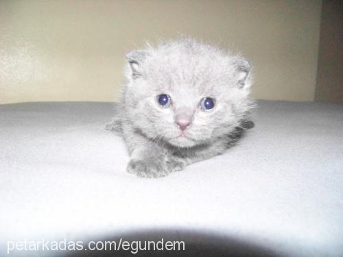 beşizler Erkek Scottish Fold