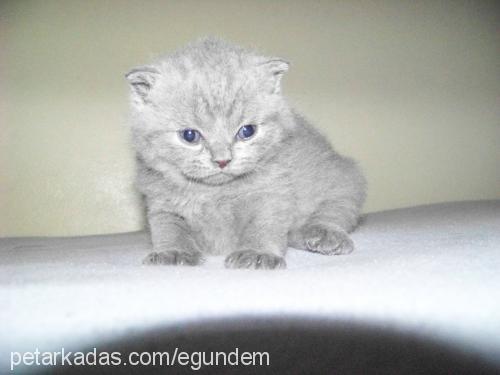 beşizler Erkek Scottish Fold