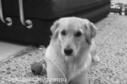 su Dişi Golden Retriever