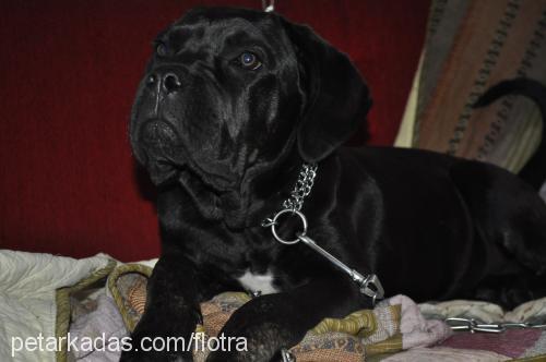 reyna Dişi Cane Corso Italiano