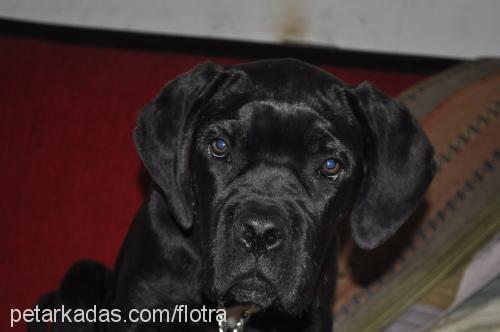 reyna Dişi Cane Corso Italiano