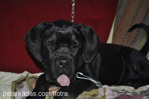 reyna Dişi Cane Corso Italiano