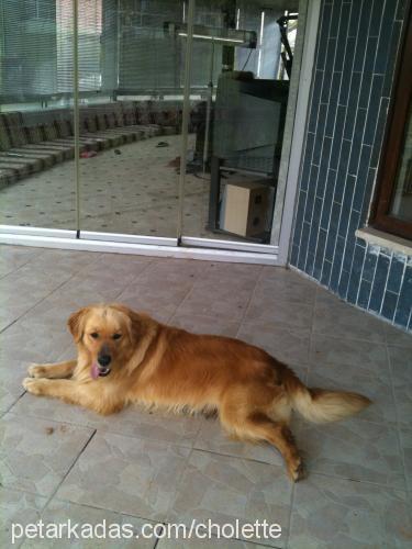 cholette Erkek Golden Retriever