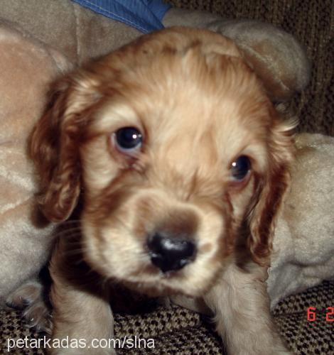 lena Dişi Amerikan Cocker Spaniel