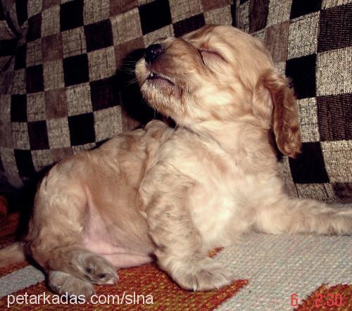 lena Dişi Amerikan Cocker Spaniel