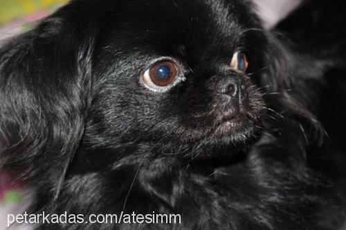 ateş Erkek Pekingese