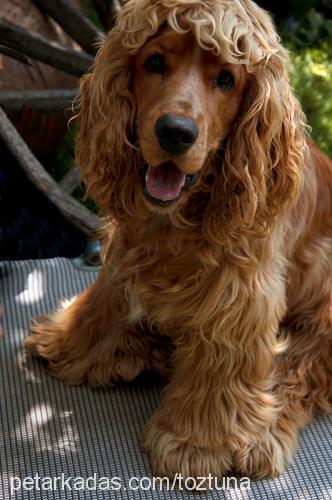 robin Erkek Amerikan Cocker Spaniel