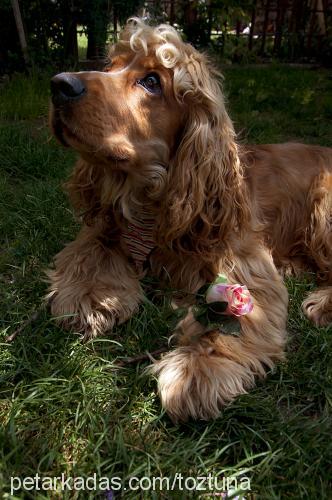 robin Erkek Amerikan Cocker Spaniel