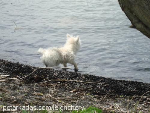 pudra Dişi West Highland White Terrier