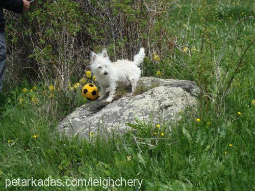 pudra Dişi West Highland White Terrier