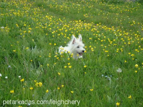 pudra Dişi West Highland White Terrier