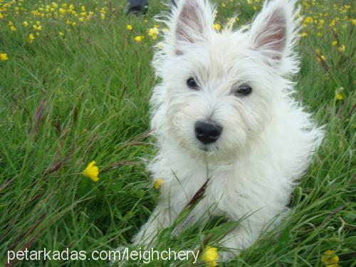 pudra Dişi West Highland White Terrier