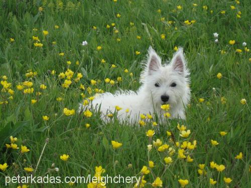 pudra Dişi West Highland White Terrier