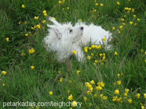 pudra Dişi West Highland White Terrier