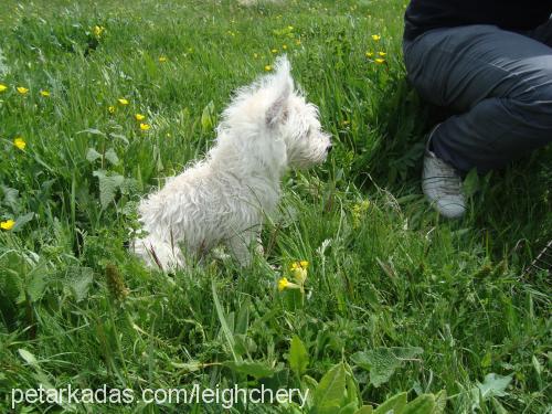 pudra Dişi West Highland White Terrier