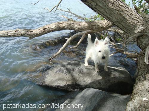 pudra Dişi West Highland White Terrier