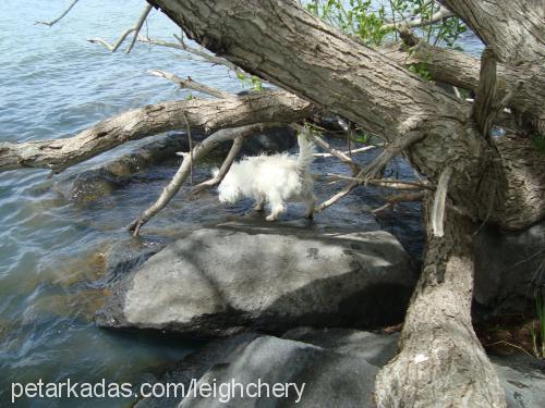 pudra Dişi West Highland White Terrier