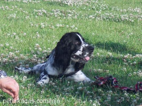 jaja Erkek İngiliz Springer Spaniel