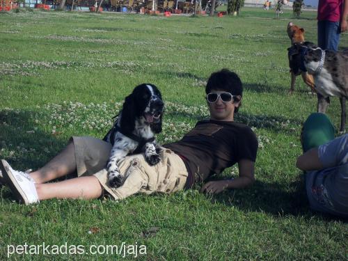 jaja Erkek İngiliz Springer Spaniel