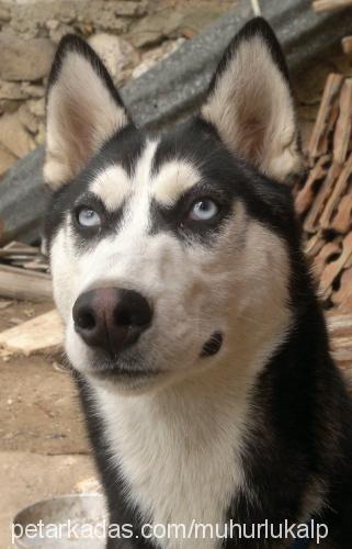 asena Dişi Sibirya Kurdu (Husky)