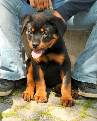 calida Dişi Rottweiler