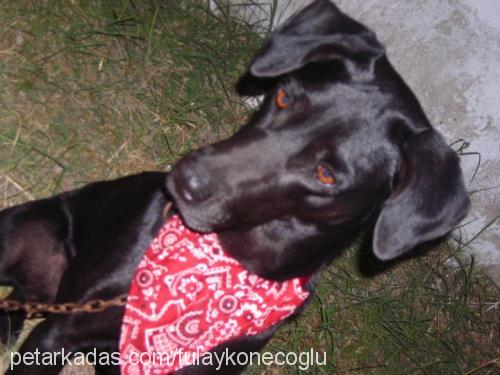 zeytin Dişi Labrador Retriever