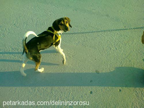 osho Erkek Beagle