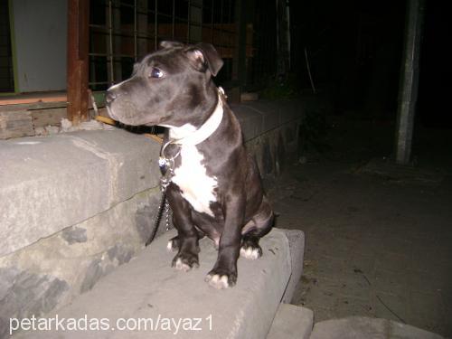 ayaz Erkek Amerikan Pitbull Terrier