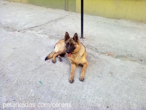 daisy Dişi Alman Çoban Köpeği