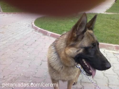 daisy Dişi Alman Çoban Köpeği