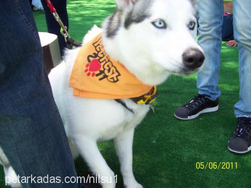 buz Dişi Sibirya Kurdu (Husky)