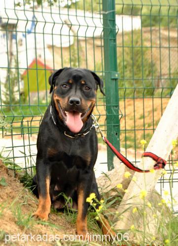 chico Dişi Rottweiler