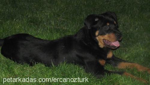 pascal Erkek Rottweiler