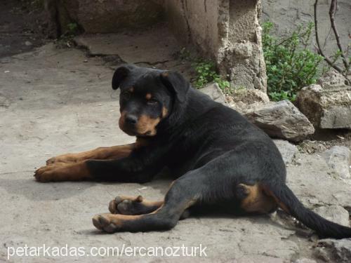 pascal Erkek Rottweiler