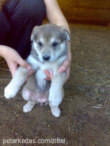 yawru Erkek Alman Çoban Köpeği