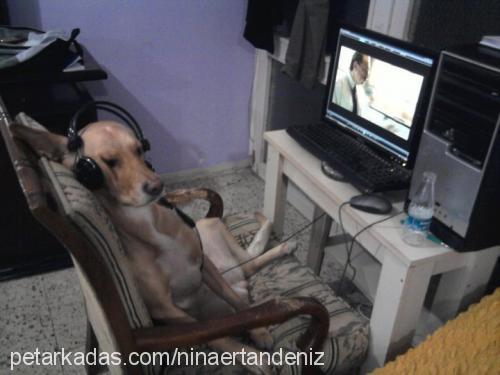 nİna Dişi Labrador Retriever