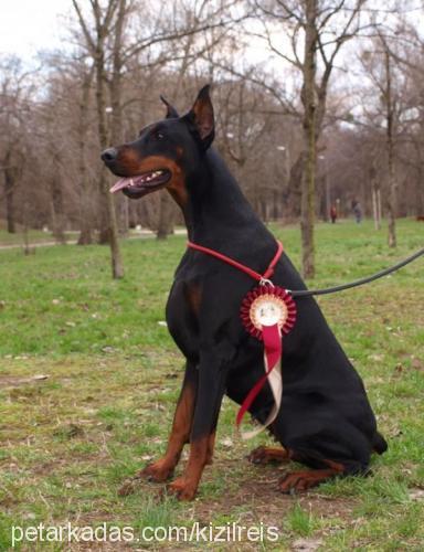 corynadicaresi Dişi Doberman Pinscher