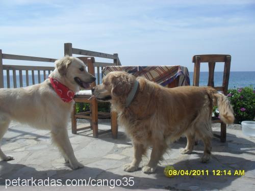 cango Erkek Golden Retriever