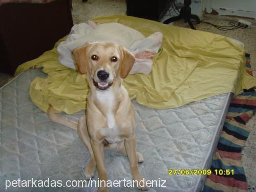 nİna Dişi Labrador Retriever