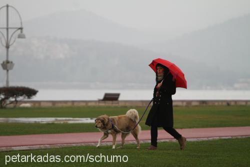 şumo Erkek Collie