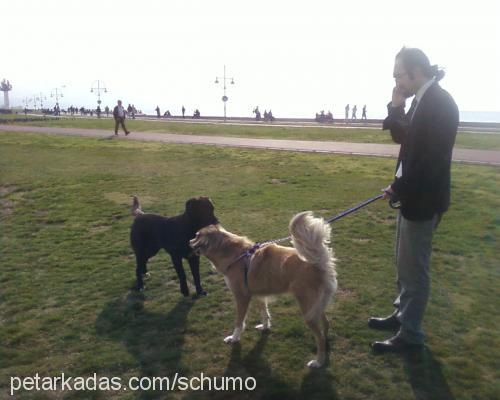 şumo Erkek Collie