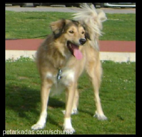 şumo Erkek Collie