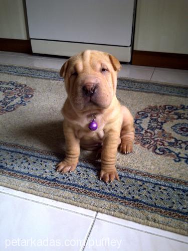 whisky Erkek Çin Shar-Pei