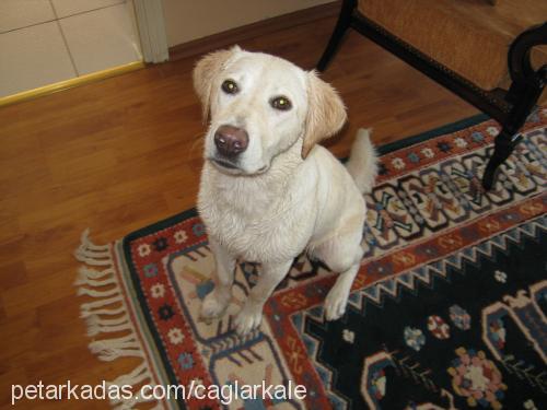 - Dişi Labrador Retriever