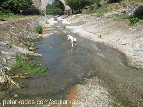 - Dişi Labrador Retriever