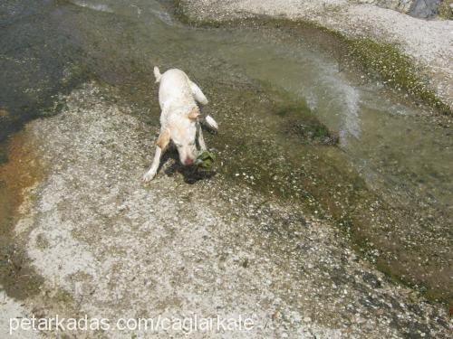 - Dişi Labrador Retriever