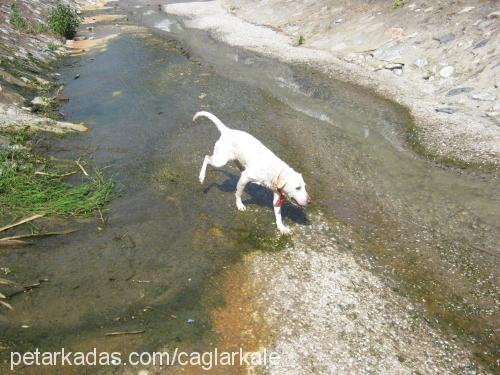 - Dişi Labrador Retriever