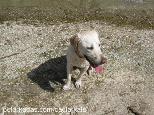 - Dişi Labrador Retriever